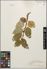 Foto von Salix barclayi Andersson